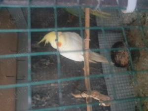  Vanzare Papagali Nimfe - imagine 3