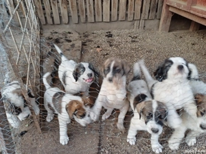 Cautam casuță! - imagine 2