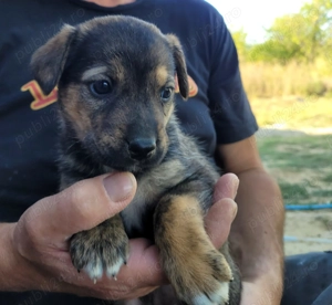 Catelusi spre adoptie - imagine 4