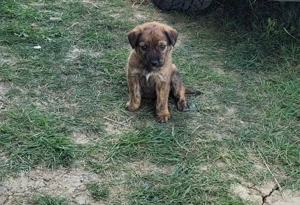 Catelusi spre adoptie - imagine 4