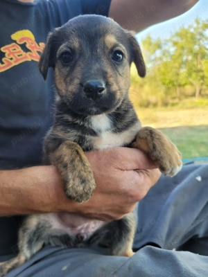 Catelusi spre adoptie - imagine 2