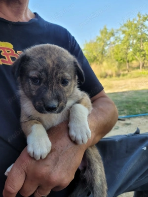 Catelusi spre adoptie - imagine 5