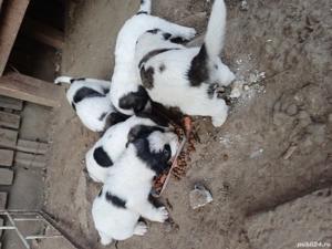 Cautam casuță! - imagine 5