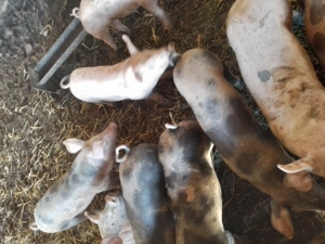 Purcei de vânzare merita vazuți - imagine 2 Purcei de vânzare merita vazuți - imagine 2