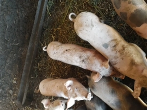 Purcei de vânzare merita vazuți