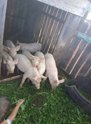 Vând Purceluși calitate superioara - imagine 3 Vând Purceluși calitate superioara - imagine 3