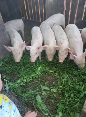 Vând Purceluși calitate superioara - imagine 2 Vând Purceluși calitate superioara - imagine 2