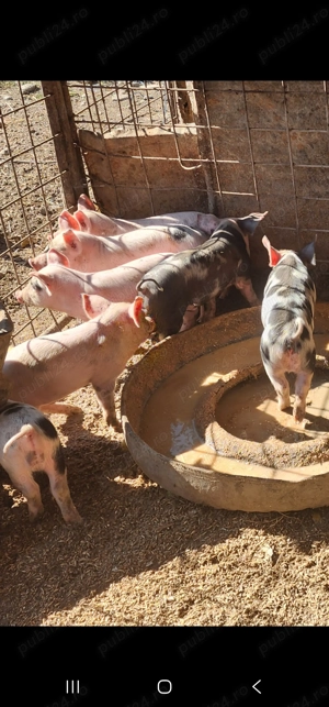 Purcei pietran din monta