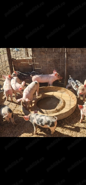 Purcei pietran din monta - imagine 3 Purcei pietran din monta - imagine 3