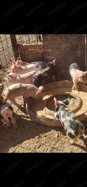 Purcei pietran din monta - imagine 2 Purcei pietran din monta - imagine 2