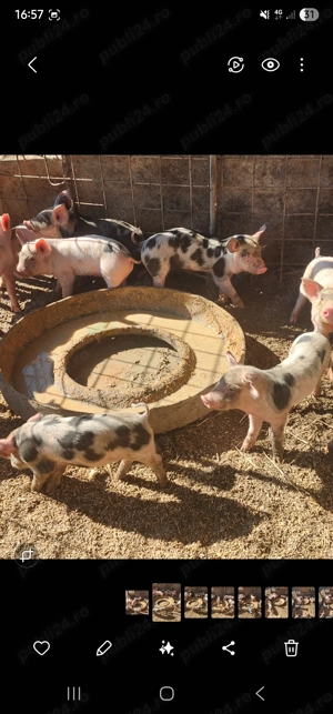 Purcei pietran din monta 