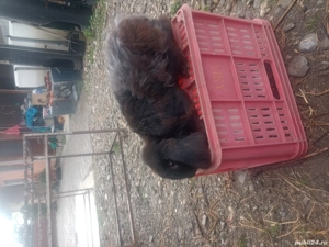 iepurasi berbec german  - imagine 3 iepurasi berbec german  - imagine 3