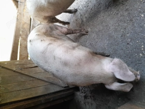 Vand porc pentru sacrificat 