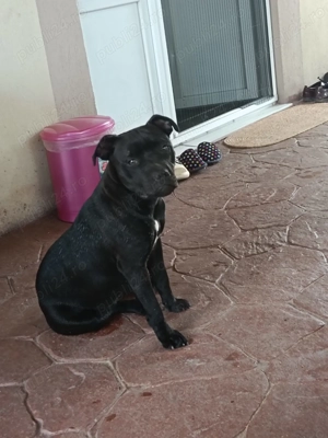 Vând cățelușă Staffordshire Bull Terrier  - imagine 2