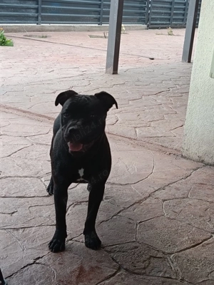 Vând cățelușă Staffordshire Bull Terrier