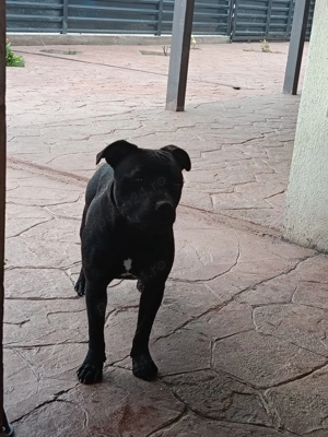 Vând cățelușă Staffordshire Bull Terrier  - imagine 4