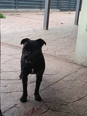Vând cățelușă Staffordshire Bull Terrier  - imagine 3