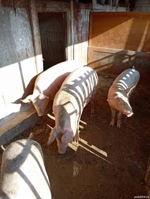porci de vanzare