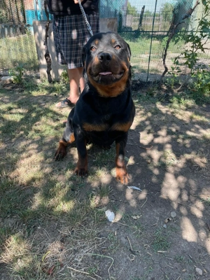 Vând rotweiler 8 luni 