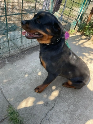 Vând rotweiler 8 luni  - imagine 3