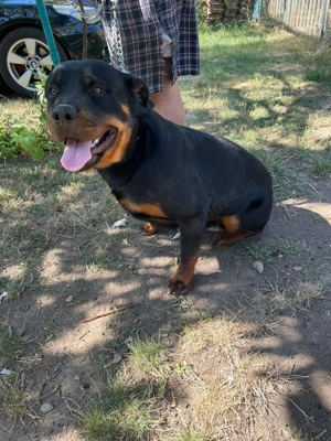 Vând rotweiler 8 luni  - imagine 2
