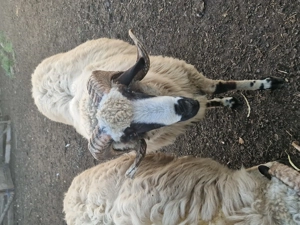 Miori cauta alta stăpân 