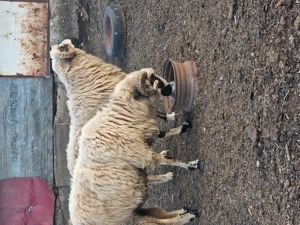 Miori cauta alta stăpân  - imagine 3