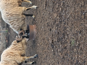 Miori cauta alta stăpân  - imagine 5