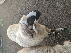 Miori cauta alta stăpân  - imagine 4