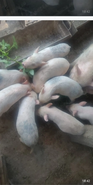 Vând purcei vietnamezi  la 2 luni ,întarcati perechea 600  - imagine 3 Vând purcei vietnamezi  la 2 luni ,întarcati perechea 600  - imagine 3