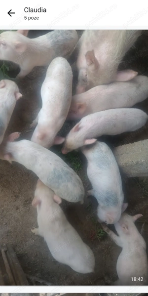Vând purcei vietnamezi  la 2 luni ,întarcati perechea 600  - imagine 2 Vând purcei vietnamezi  la 2 luni ,întarcati perechea 600  - imagine 2
