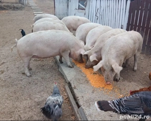 Vând porci de la 80kg până la 250kg