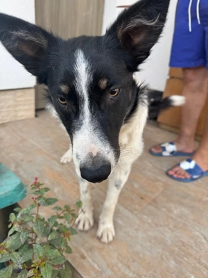 Border Collie caută stăpân 