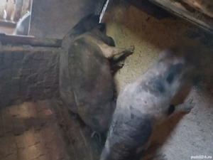 porci si purcei  - imagine 4