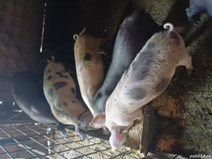 porci si purcei  - imagine 2