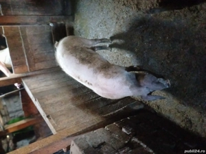 porci si purcei  - imagine 3