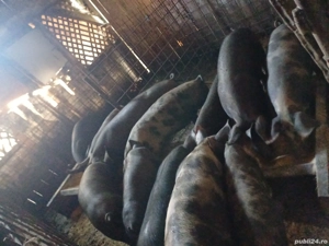 porci si purcei  - imagine 5