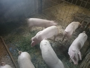 Purcei de 8 săptămâni 