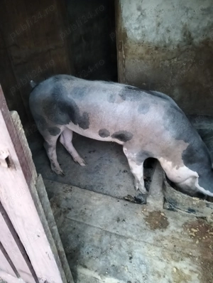 Porc de vânzare de carne 