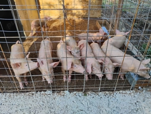 Vand purcei de 8 saptamani 