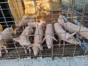 Vand purcei de 8 saptamani  - imagine 2 Vand purcei de 8 saptamani  - imagine 2