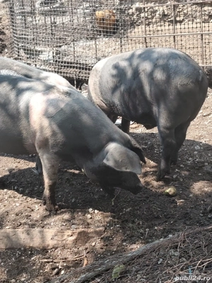 porci de vânzare  - imagine 4