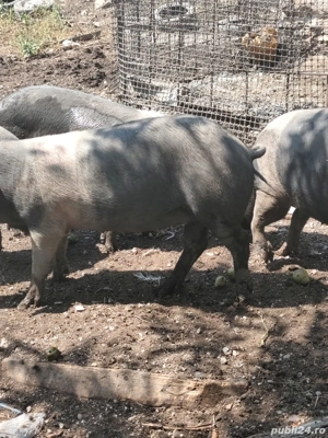 porci de vânzare  - imagine 2