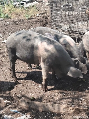 porci de vânzare  - imagine 3