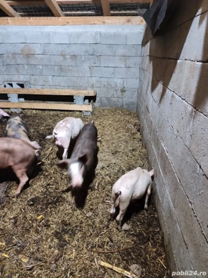 purcei de vânzare  - imagine 5