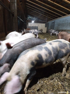 purcei de vânzare  - imagine 4