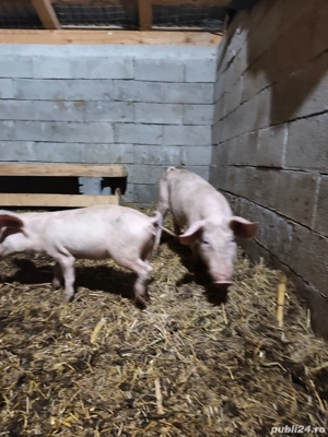 purcei de vânzare  - imagine 3
