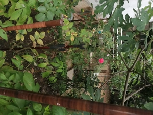 butași de trandafiri maturi toate culorile 