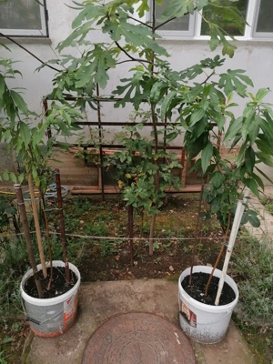 butași de trandafiri maturi toate culorile  - imagine 3