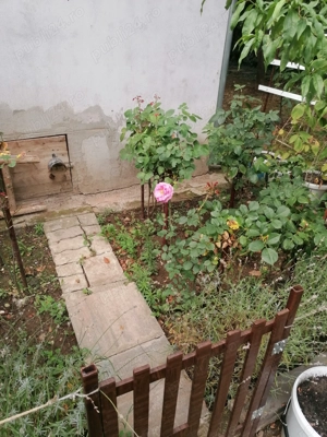 butași de trandafiri maturi toate culorile  - imagine 4